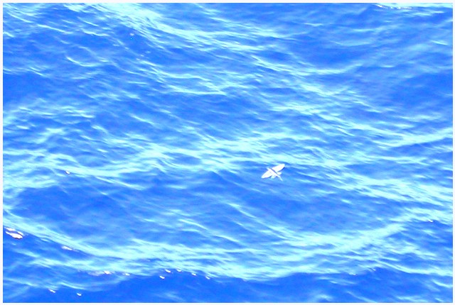 640x430 pixels (78K)
